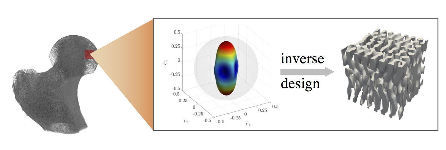 Enlarged view: Application of the inverse design framework to inverse-designed synthetic bones with tailored anisotropic stiffness